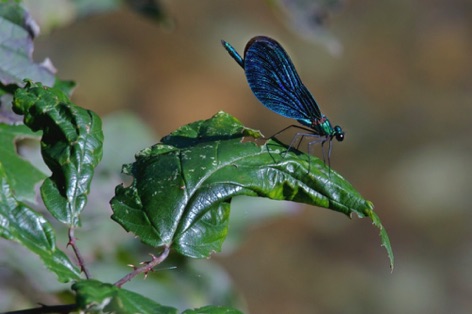Damigella